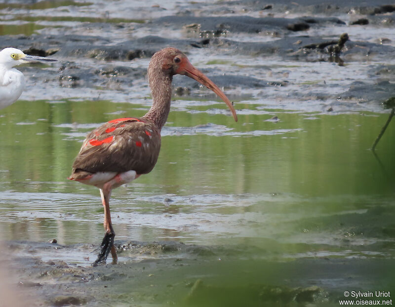 Ibis rougeimmature