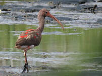 Ibis rouge