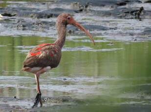 Ibis rouge