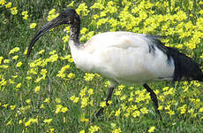 Ibis sacré