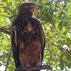 Aigle ravisseur