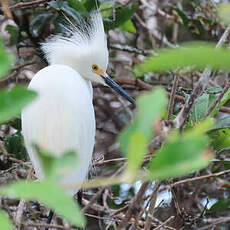 Aigrette neigeuse