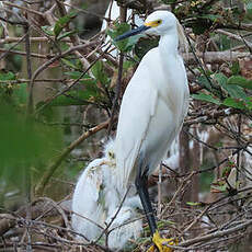 Aigrette neigeuse