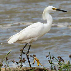 Aigrette neigeuse