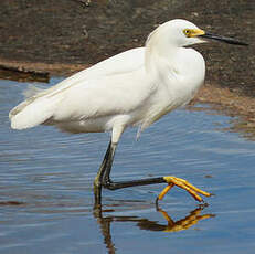 Aigrette neigeuse