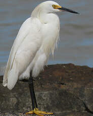 Aigrette neigeuse