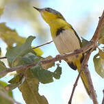 Apalis à gorge jaune