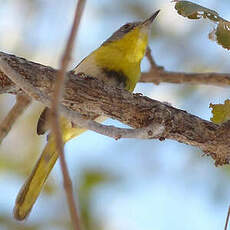 Apalis à gorge jaune