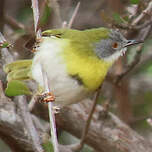 Apalis à gorge jaune