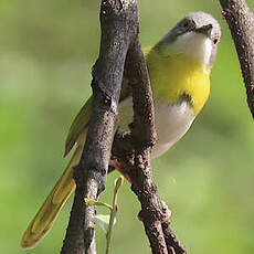 Apalis à gorge jaune