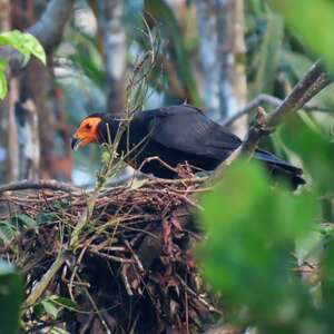 Caracara noir