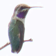 Colibri à queue courte