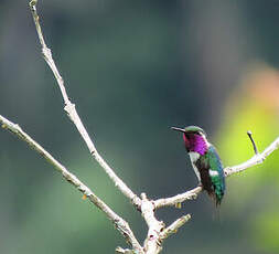 Colibri de Berlepsch