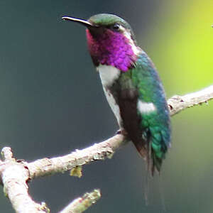 Colibri de Berlepsch