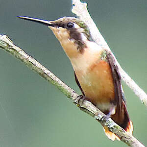 Colibri de Berlepsch