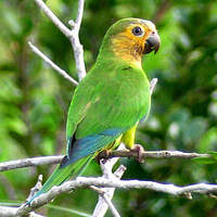 Conure cuivrée