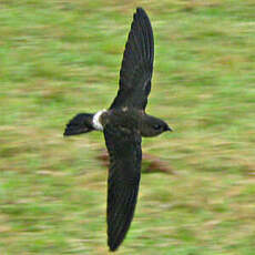 Martinet spinicaude