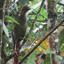 Ortalide motmot