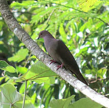 Pigeon vineux