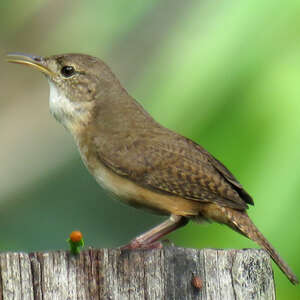 Troglodyte austral