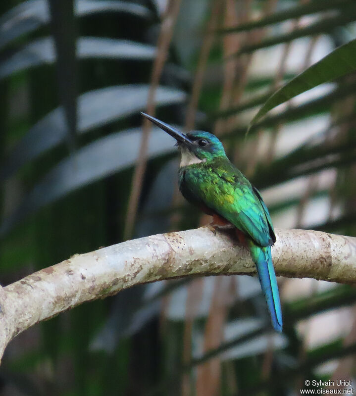 Jacamar vert mâle adulte