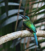 Green-tailed Jacamar