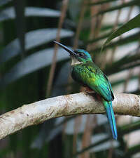 Jacamar vert