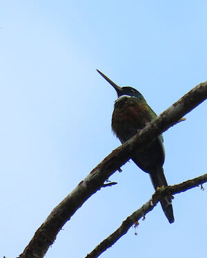 Jacamar violacé