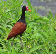 Wattled Jacana