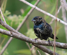 Jacarini noir