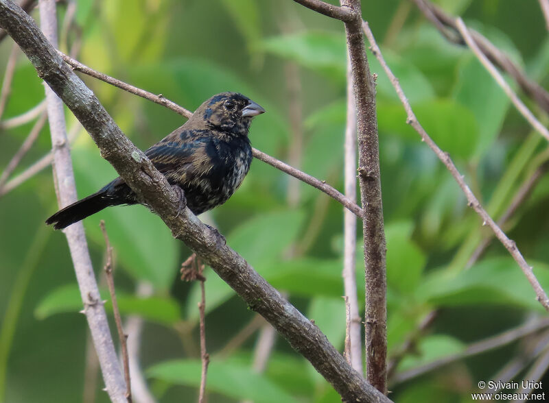 Blue-black Grassquit male adult post breeding