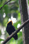 Manakin à tête d'or