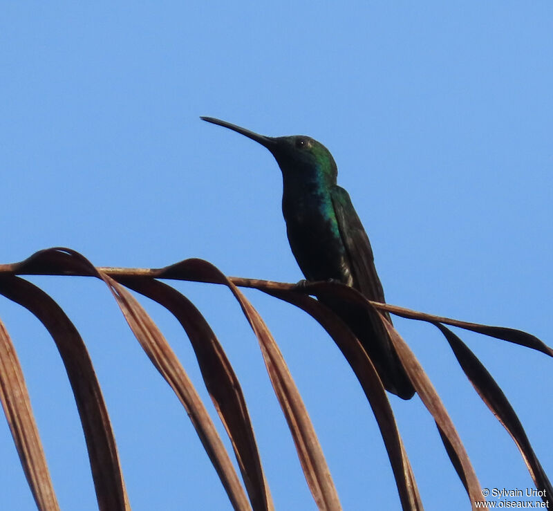 Black-throated Mango male adult