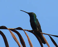 Black-throated Mango