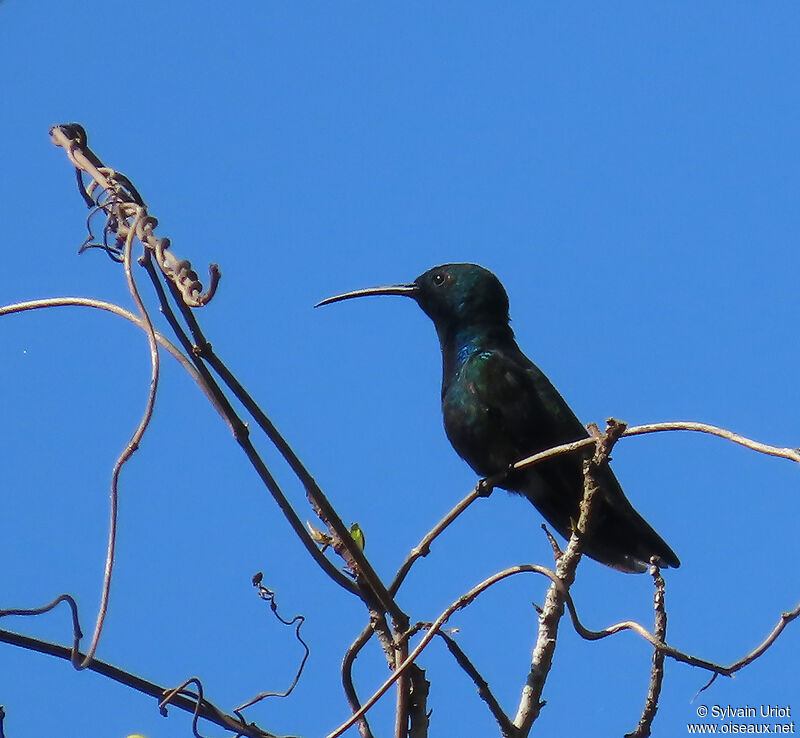 Green-throated Mango male adult