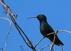 Green-throated Mango