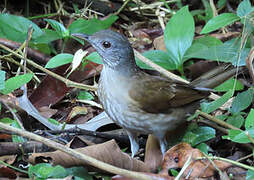 Pale-breasted Thrush