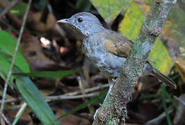 Pale-breasted Thrush