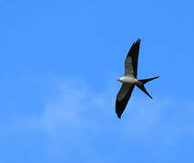 Swallow-tailed Kite