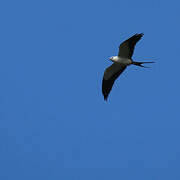 Swallow-tailed Kite