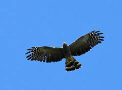 Hook-billed Kite