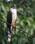 Double-toothed Kite