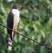 Double-toothed Kite