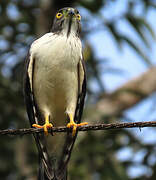 Double-toothed Kite