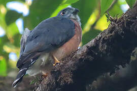 Double-toothed Kite