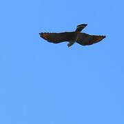 Plumbeous Kite