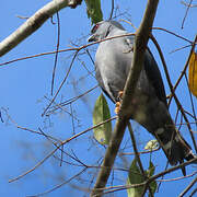 Plumbeous Kite