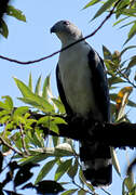 Grey-headed Kite