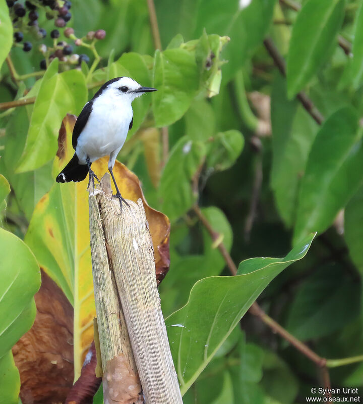 Pied Water Tyrantadult