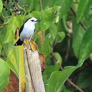 Pied Water Tyrant